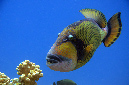 745-0-Riesen-Druekerfisch-(Balistoides%20viridescens)-2014-01-01-90