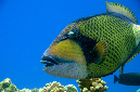 745-2-Riesen-Druekerfisch-(Balistoides%20viridescens)-2014-02-01-90
