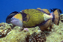 745-5-Riesen-Druekerfisch-(Balistoides%20viridescens)-2014-03-01-90