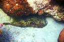 793-0-Masken-Igelfisch-(Diodon%20liturosus)-2014-03-01-90