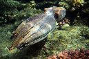 830-5-Roter%20Riffkrake-(Octopus%20cyaneus)-2014-%20(20)-90
