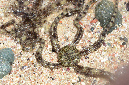 875-2-Riffdach-Schlangenseestern-(Ophiocomascolopendrina)-b-2014-01-01-90