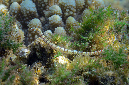 880-2-Netz-Seenadel-(Corythoichthys%20flavofasciatus)-2014-0-03-01-90