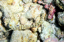 880-3-Netz-Seenadel-(Corythoichthys%20flavofasciatus)-2014-06-02-90