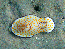 902-1-509-01-ring-chromodoris-10%20(13)-01-80