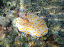 902-2-509-02-kalawy-09-ring-chromodoris-57-01-80