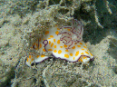 902-4-509-04-ring-chromodoris-10%20(39)-01-80