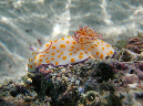 902-5-509-05-kalawy-09-ring-chromodoris-50-01-80