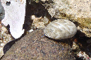 911-2-Kahn-oder%20Nixenschnecke-(Nerita%20sp.)-2014-04-01-90
