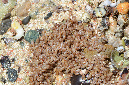 915-0-Dunkle%20Strandschnecke-(Littorina%20scabra)-b-2014-01-01-90