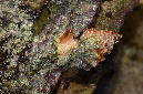 917-1-Stachelschnecke-(Muricidae)-2014%20(9)