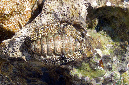 922-1-Grosse%20Kaeferschnecke-(Acanthopleuro%20vaillantti)-2014-03-01-90