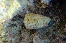 925-0-Sand-Kegelschnecke-(Conus%20arenatus)-2014-02-01-90