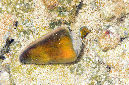 925-6-Mosaikkegelschnecke-(Conus%20tessellatus)-2014-01-01-90