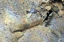932-5-Rotfleck-Knallkrebs-(Alpheus%20rubromaculatus)-2014-01-02-90