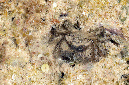 938-1-Haarkrabbe-(Pilumnidae%20sp.)-2014-02-01-01