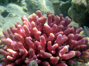 961-0-190-01-griffel-koralle-10-05-80