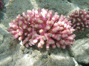 961-3-190-04-kalawy-09-griffel-koralle-05-80