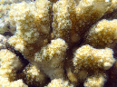 963-0-196-pfoetchen-koralle-10-04-01-80