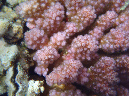 963-2-197-01-pfoetchen-koralle-10-08-01-80