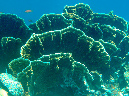 967-0-196-1-kalawy-2009%20(242)elefantenohr-koralle-01-80