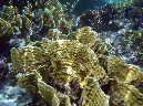 967-2-192-chinakohl-koralle-10-06-01-80