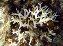 970-0-198-stachelbusch-koralle-10-03-01-80