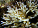 970-1-200-kalawy-09-stachelbusch-koralle-02-01-80