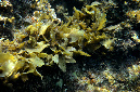 992-5-705-0-Dornen-Kelp-2012-03-01-90