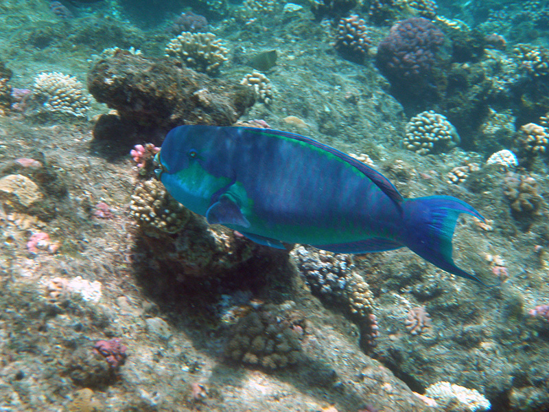 074-kalawy-09-rotmeer-buckelkopf-papageifisch-man-02-01-80