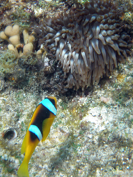 125-kalawy-09-anemonenfisch-05-01-80