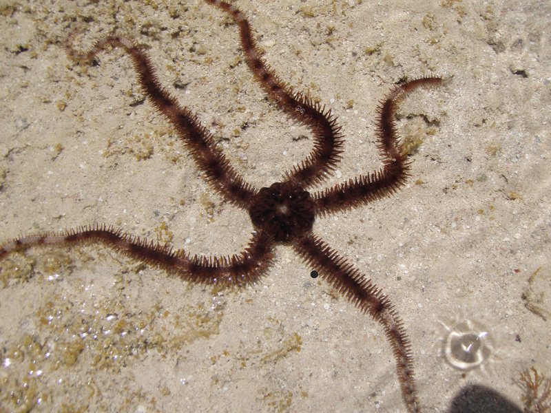 171-1-kalawy-09-riffdach-schlangenseestern-09-01-80