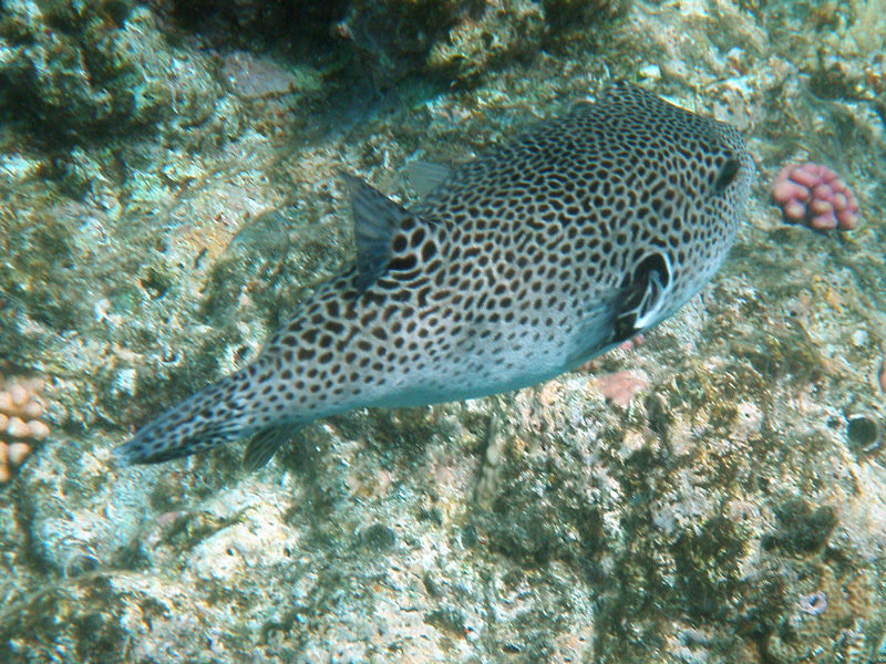177-kalawy-09-riesen-kugelfisch-01-01-80