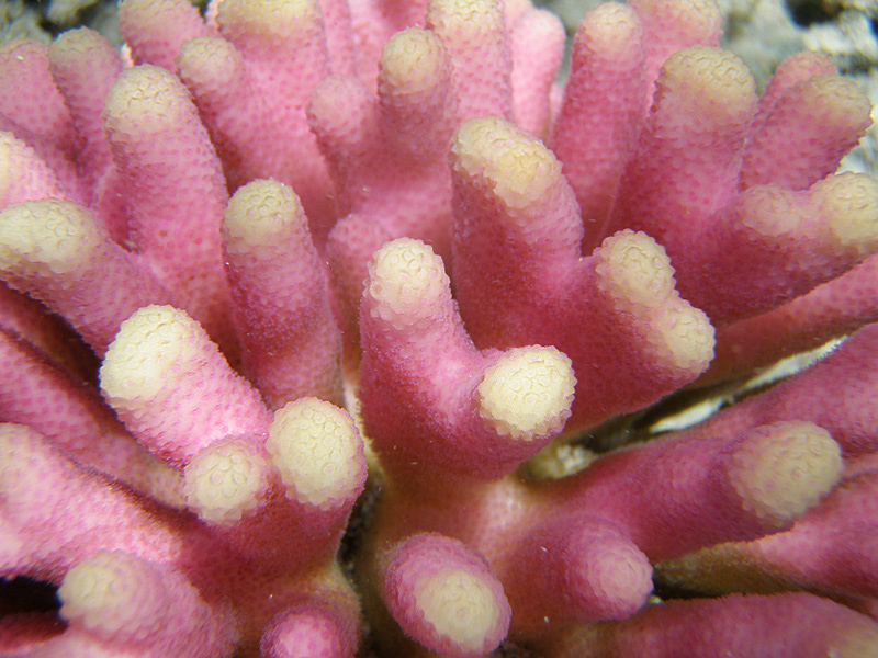 194-kalawy-09-griffel-koralle-01-01-80