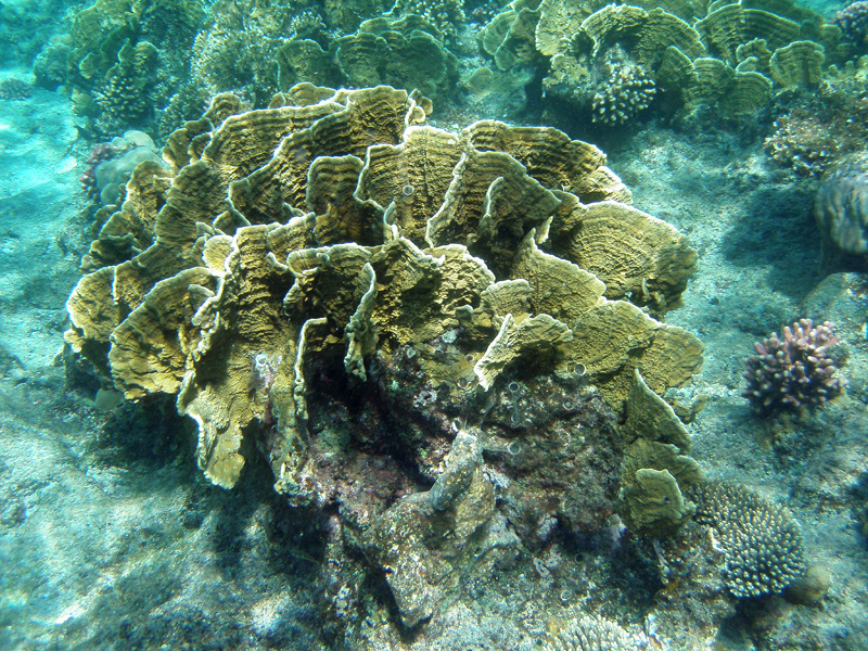 196-kalawy-09-platten-koralle-02-01-80