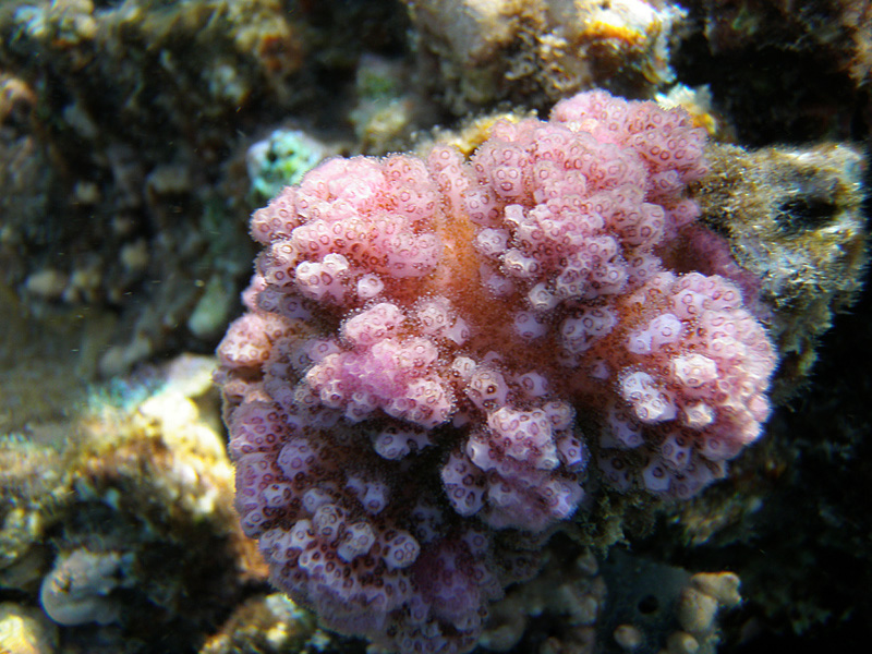197-kalawy-09-pfoetchen-koralle-05-01-80