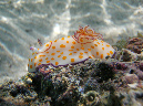 017-kalawy-09-ring-chromodoris-50-01-80