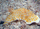 019-0-kalawy-09-ring-chromodoris-21-01-80