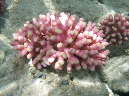 195-kalawy-09-griffel-koralle-05-80