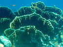 196-1-kalawy-2009%20(242)elefantenohr-koralle-01-80