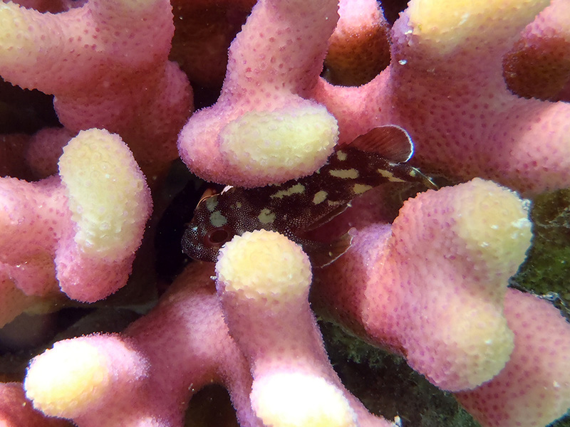 013-korallen-skorpionfisch-10-03-01-80