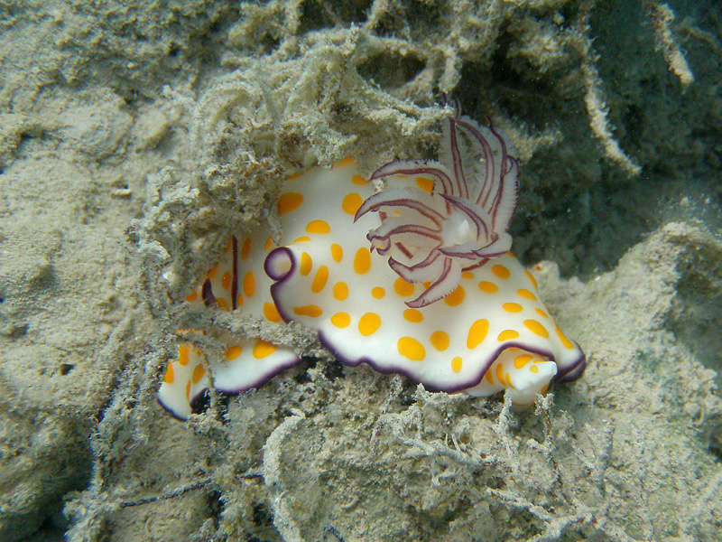 026-ring-chromodoris-10%20(39)-01-80