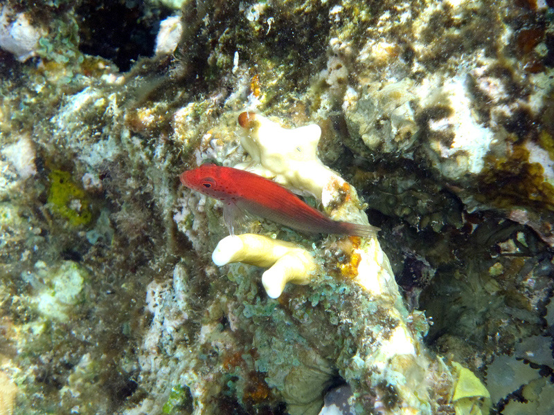 061-gestr-korallenwaechter-10-13-01-80