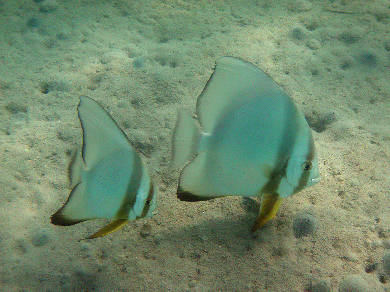 115-rundkopf-fledermausfisch-10%20(6)-01-80