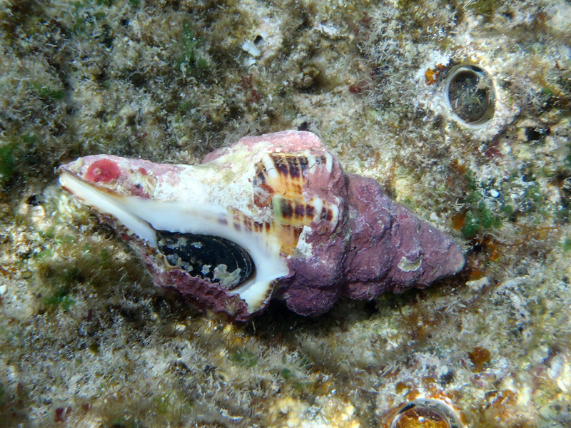 167-trapez-spindelschnecke-02-01-80