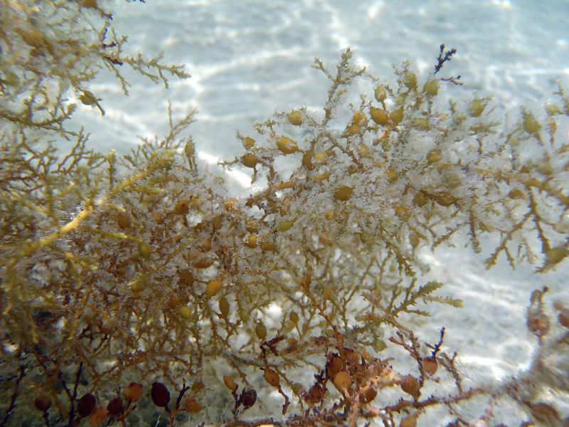 177-sargassum-10-01-01-80