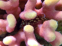 013-korallen-skorpionfisch-10-03-01-80