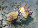 027-ring-chromodoris-10%20(48)-01-80