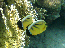 043-rotmeer-rippenfalterfisch-10-06-02-80
