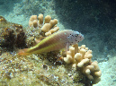062-gestr-korallenwaechter-10-03-01-80